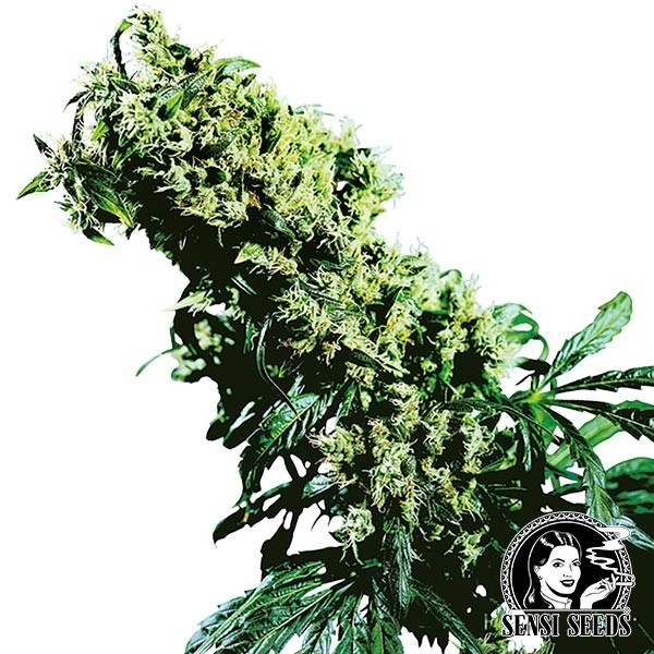View Northern lights 5 x Haze regular