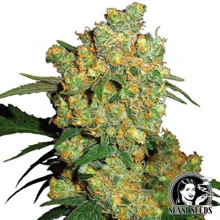 Big Bud reguläre Samen von Sensi Seeds - Grow Barato