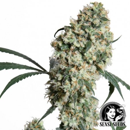 Ed Rosenthal Super Bud Regular von Sensi Seeds - Günstig anbauen