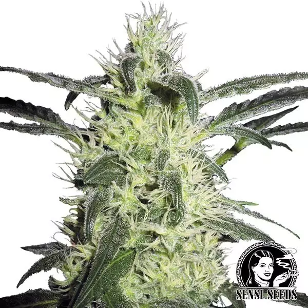 Sicht Silver Haze® Regular von Sensi Seeds - Günstig anbauen