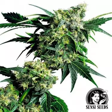 Mr.Nice G13 x Hash Plant Regulär Sensi Seeds - Günstig Anbauen