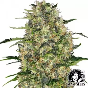 Black Domina Regular von Sensi Seeds - Günstig anbauen