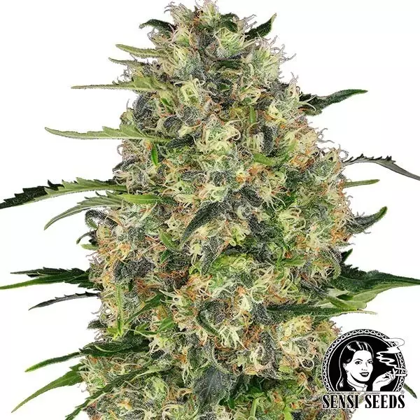 Sicht Black Domina Regular von Sensi Seeds - Günstig anbauen