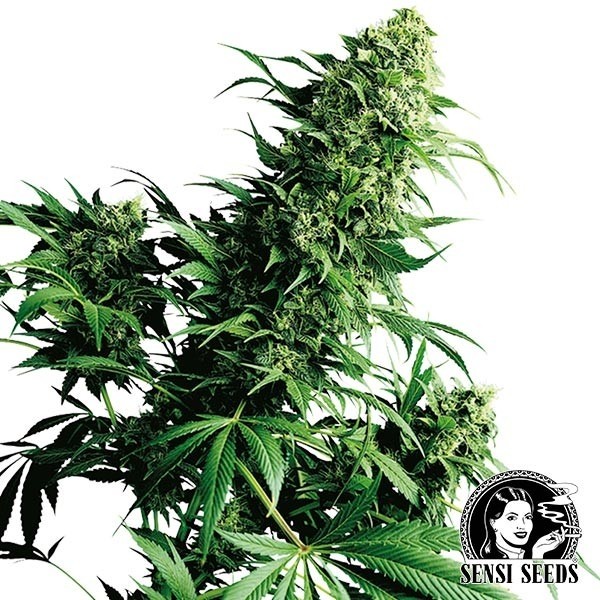 View Shiva Shanti regulär von Sensi Seeds - Günstig anbauen