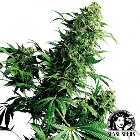 Shiva Shanti regulär von Sensi Seeds - Günstig anbauen