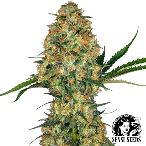View Hindu Kush Regular