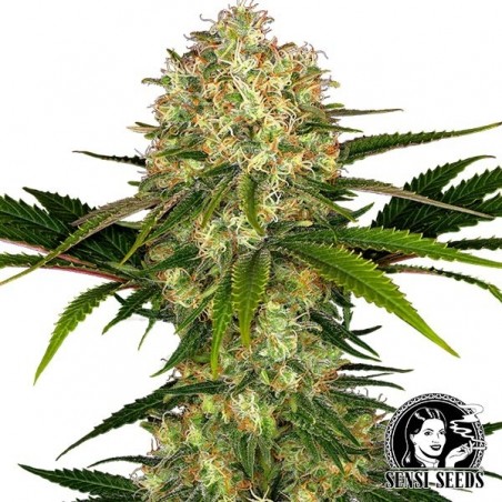 Afghani 1 regular