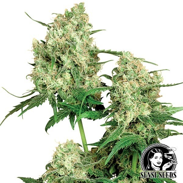 View Maple Leaf Indica Regulares von Sensi Seeds - Günstig anbauen