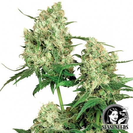 Maple Leaf Indica Regulares von Sensi Seeds - Günstig anbauen