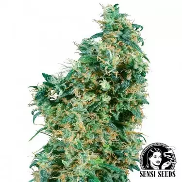 First Lady Regular Sensi Seeds Samen - Günstig Wachsen