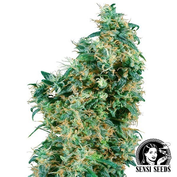 View First Lady Regular Sensi Seeds Samen - Günstig Wachsen