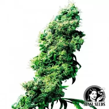 Four Way reguläre Samen von Sensi Seeds - Billig Wachsen