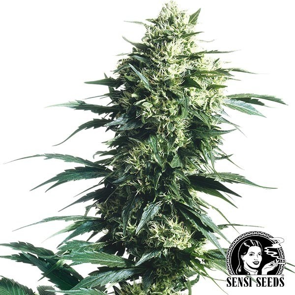 View Mother  s Finest Regular von Sensi Seeds - Günstig Anbauen