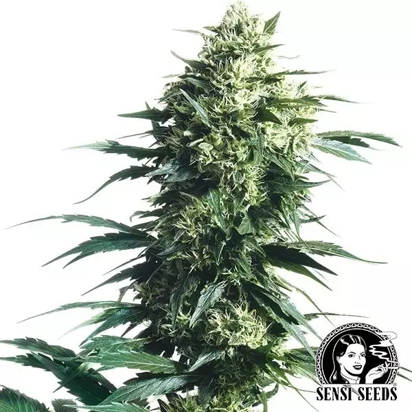 Sicht Mother s Finest Regular von Sensi Seeds - Günstig Anbauen