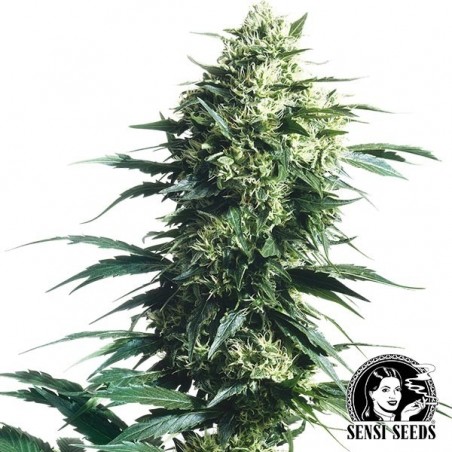 Mother  s Finest Regular von Sensi Seeds - Günstig Anbauen