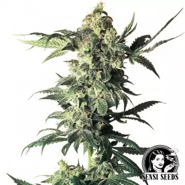 Northern Lights regular