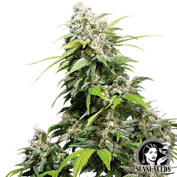 View California Indica regular