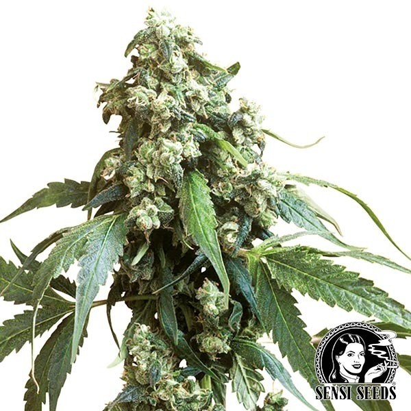 View Jack Flash Regulares von Sensi Seeds - Grow Barato