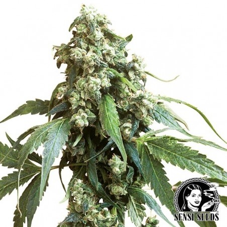 Jack Flash Regulares von Sensi Seeds - Grow Barato