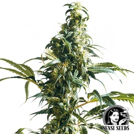 Mexican Sativa regulär