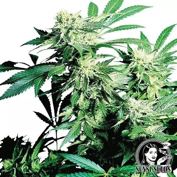 Skunk Kush regulär Skunk Kush regulär