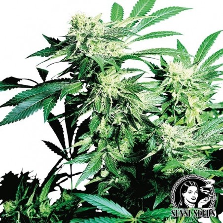 Skunk Kush regulär