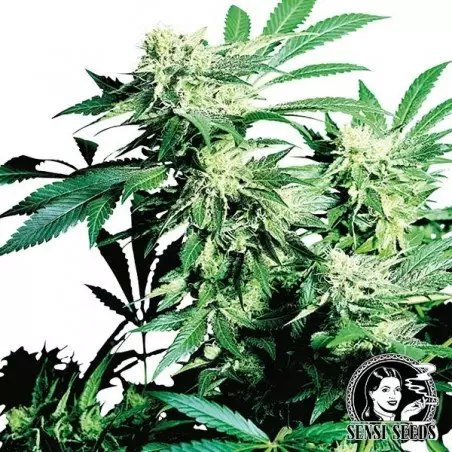 Skunk Kush regulär