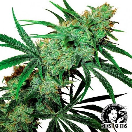 Fruity Juice Regulär von Sensi Seeds - Günstig anbauen