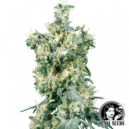 American Dream Regulär von Sensi Seeds - Günstig anbauen