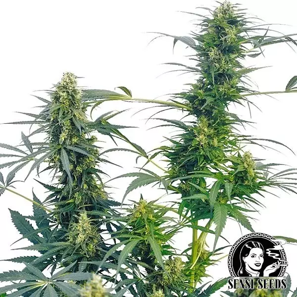Sicht Guerrilla's Gusto Regular von Sensi Seeds - Günstig anbauen