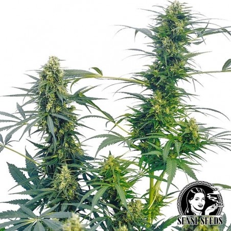 Guerrilla's Gusto Regular von Sensi Seeds - Günstig anbauen