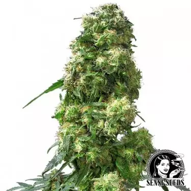 Early Skunk regulär von Sensi Seeds - Günstig anbauen