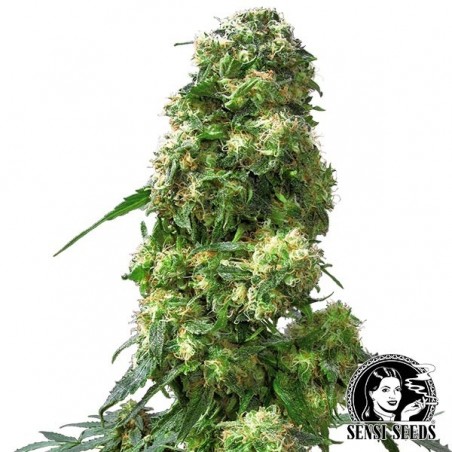 Early Skunk regulär von Sensi Seeds - Günstig anbauen
