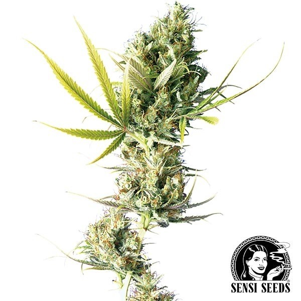 View Durban reguläre Samen von Sensi Seeds - Günstig anbauen