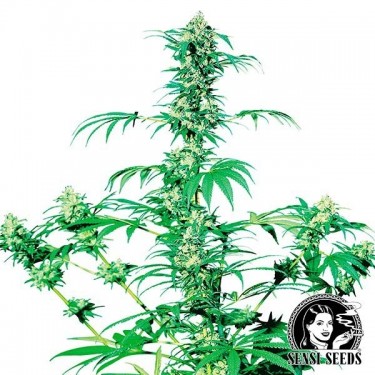 Early Girl Regular Sensi Seeds Samen - Günstig Wachsen