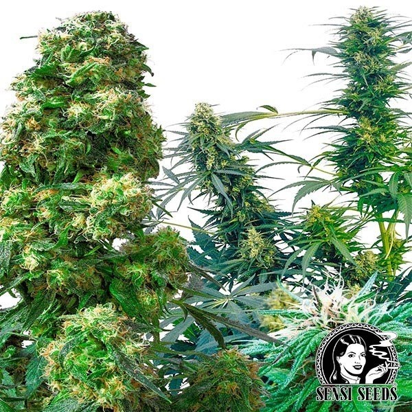 View Outdoor Mix Regular von Sensi Seeds - Günstig anbauen