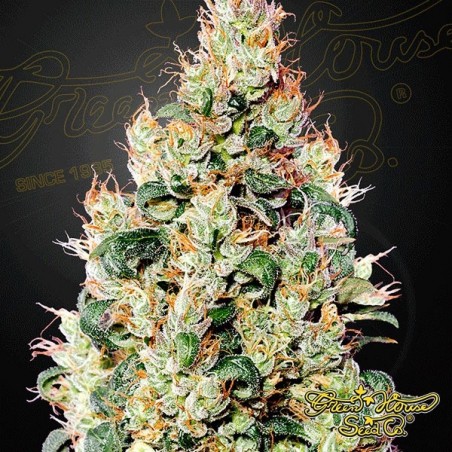 Exodus Cheese Auto CBD Green House Seeds - Günstig Anbauen