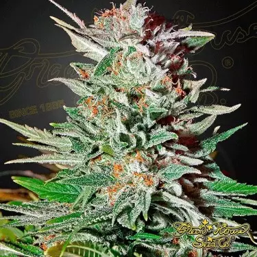 Super Lemon Haze Auto von Green House Seeds - Günstig anbauen