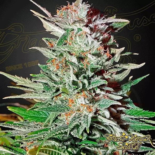 Sicht Super Lemon Haze Auto von Green House Seeds - Günstig anbauen