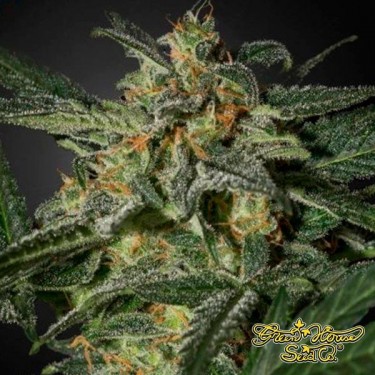 View White Widow Auto