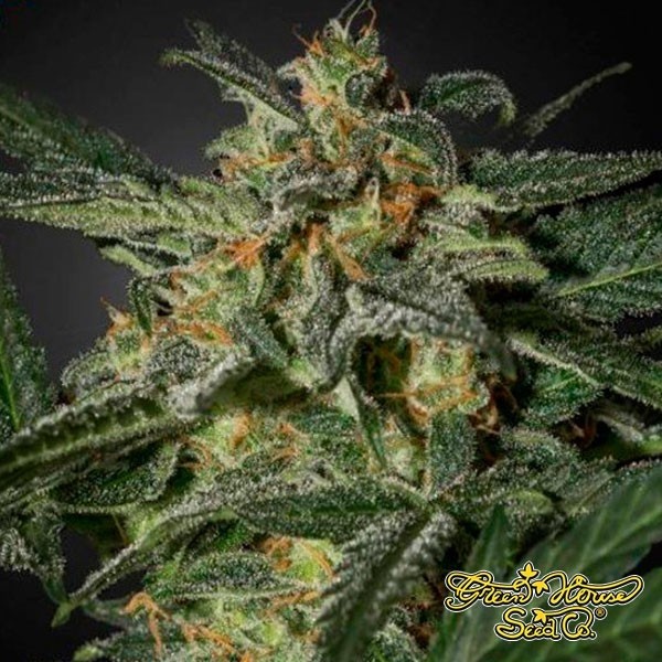 View White Widow Auto