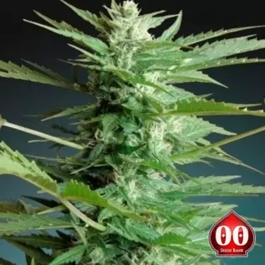 Auto Sweet Dwarf planta de marihuana