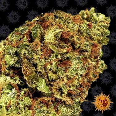 View Watermelon Zkittlez Auto Barneys Farm