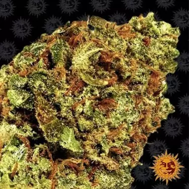 Watermelon Zkittlez Auto Barneys Farm