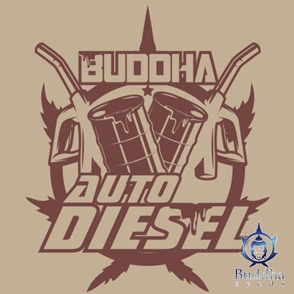 View Buddha Auto Diesel Samen von Buddha Seeds - Günstig Wachsen