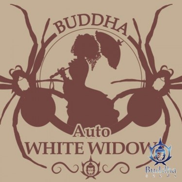 View Buddha Auto White Widow