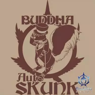 Buddha Auto Skunk von Buddha Seeds Auto - Günstig Anbauen