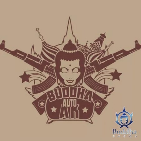 Buddha Auto AK Samen von Buddha Seeds - Günstig anbauen