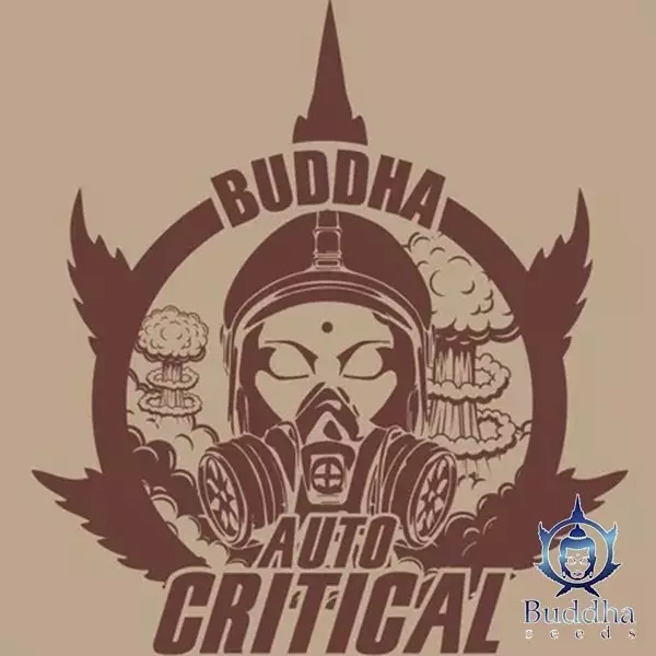 Sicht Buddha Auto Critical