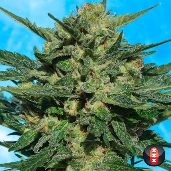 View Weiße Russin Auto von Serious Seeds - Günstig Anbauen